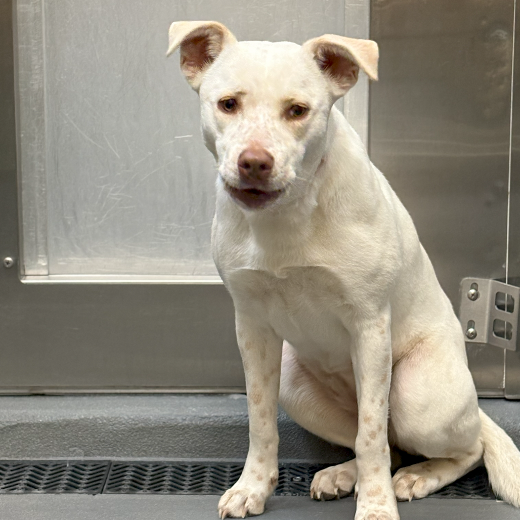 Chesa — thumbnail 3