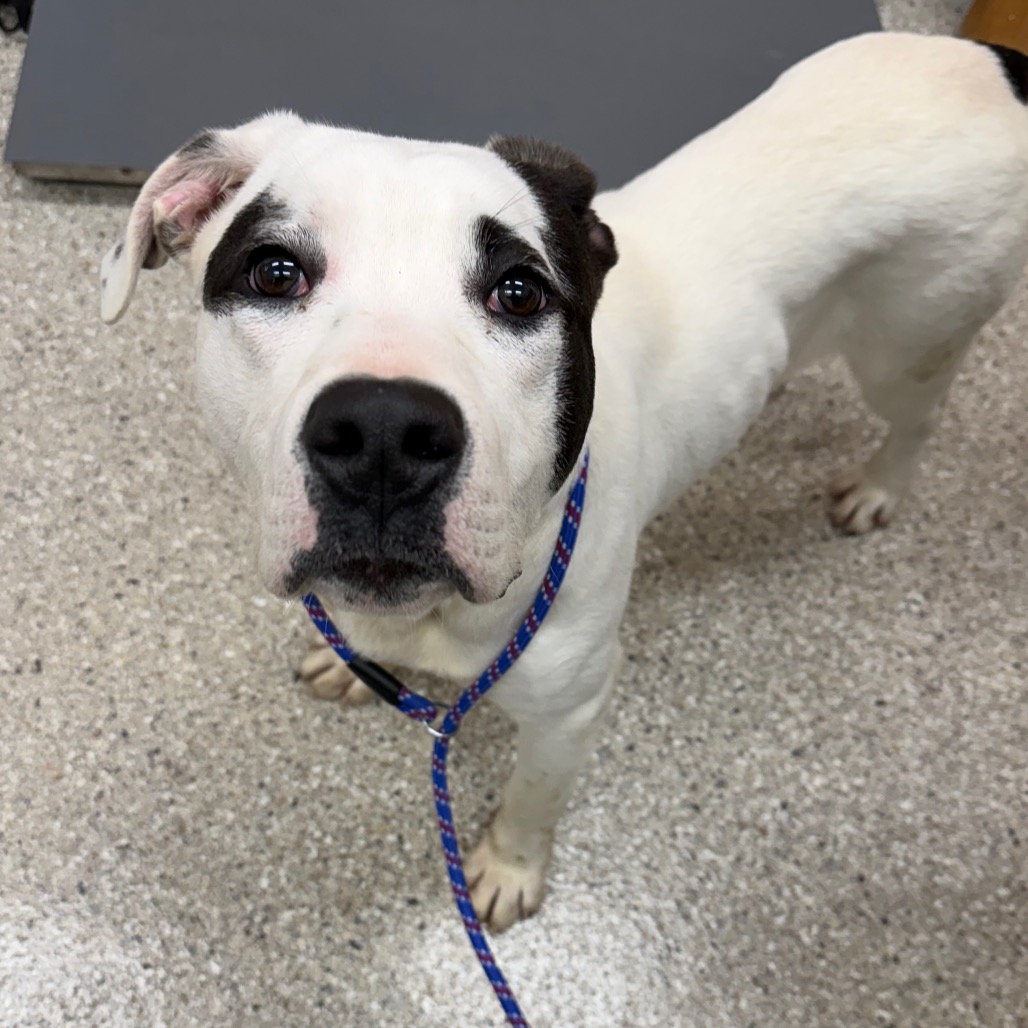 Scooter — thumbnail 2