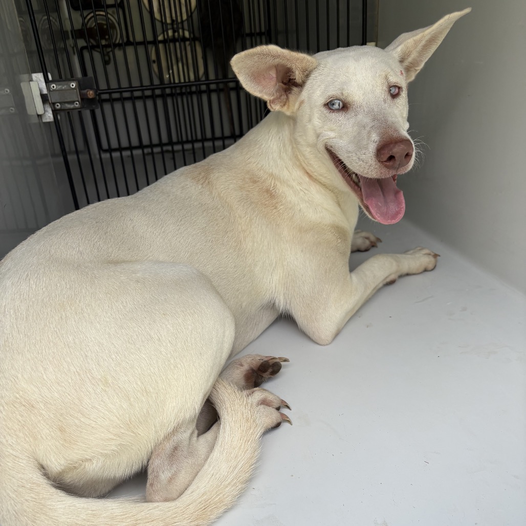 CHICA - Whippet / Carolina Dog available for adoption