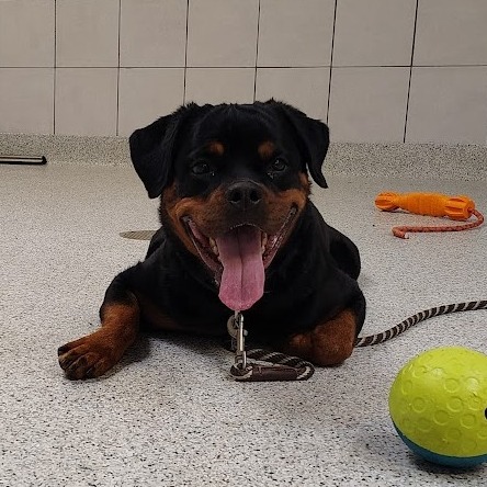 Bambi — thumbnail 4