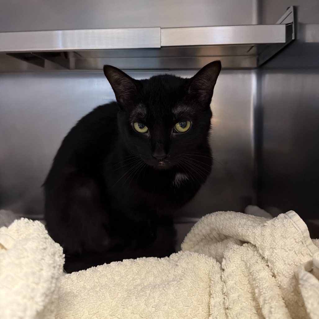 Cortez: Visit me at Elkhart PetSmart!, photo 2