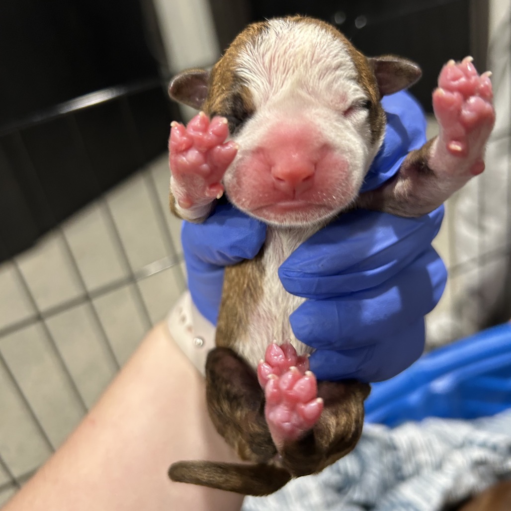 Cinnamon — thumbnail 2