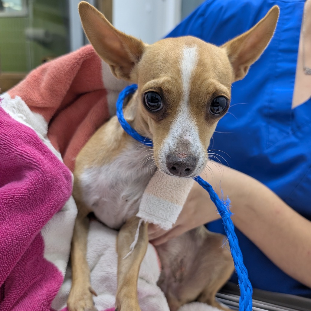 Doodle — thumbnail 2