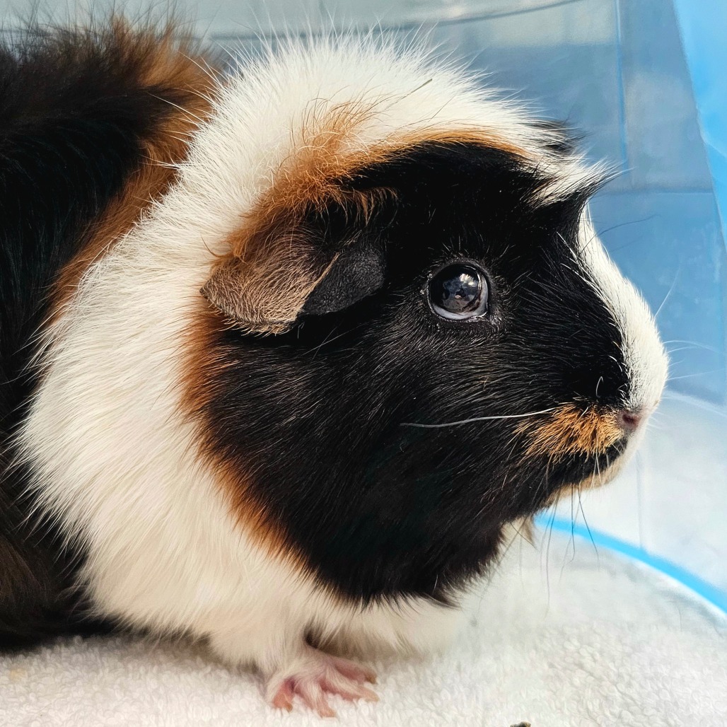Daisy Lou Daisy Lou
