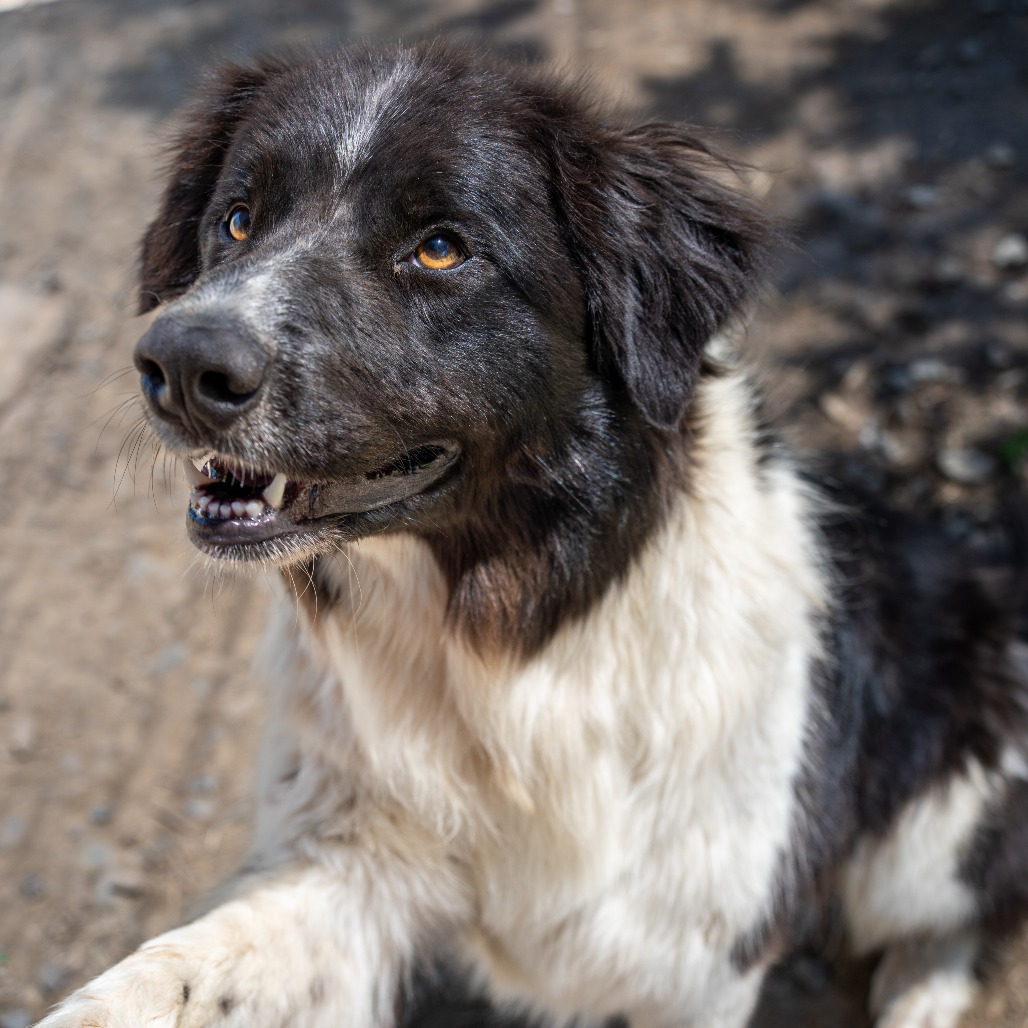 BODIE, photo 4