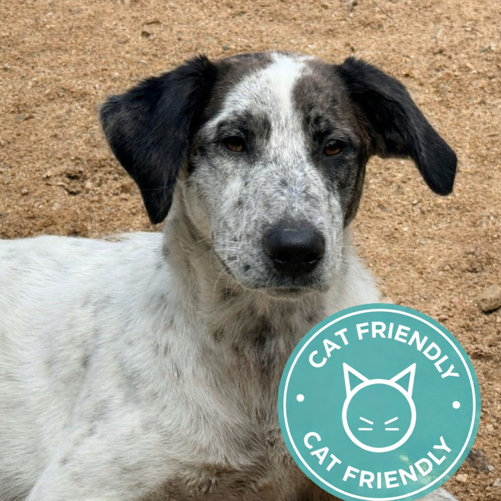 CT Athena (foster in Glastonbury, CT)