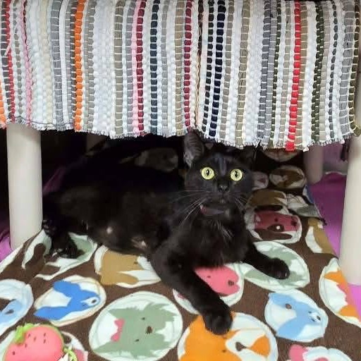 MAKI - Domestic Shorthair available for adoption