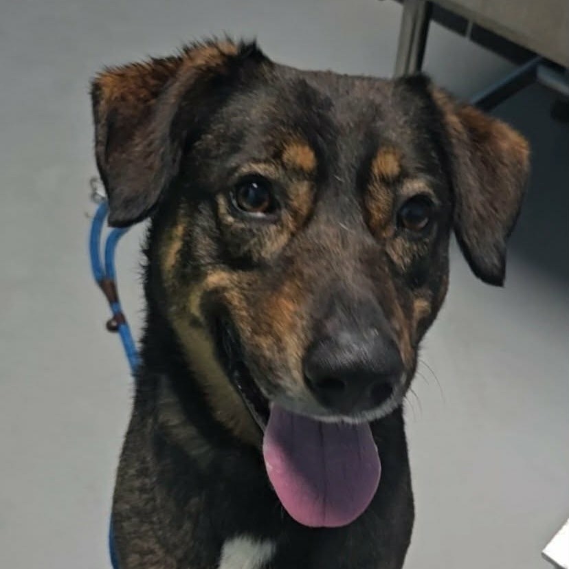 Buster — thumbnail 4