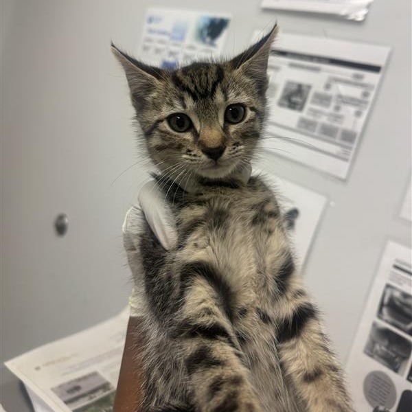 SAINT - Domestic Shorthair for adoption in Jacksonville