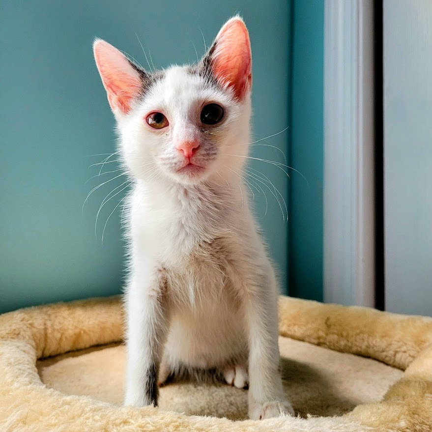 Mello — thumbnail 5