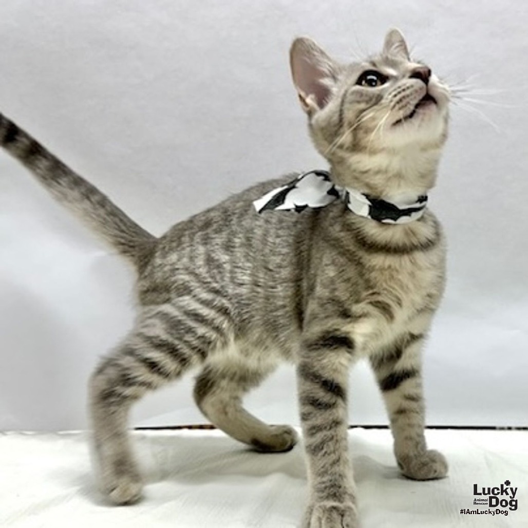 JAY-JAY - Domestic Shorthair available for adoption
