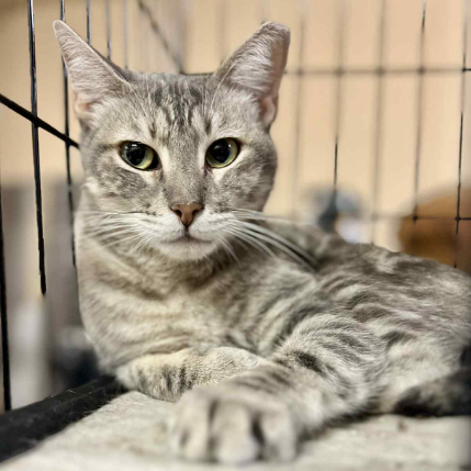 Brandi : Female 17 Domestic Shorthair/Domestic Shorthair