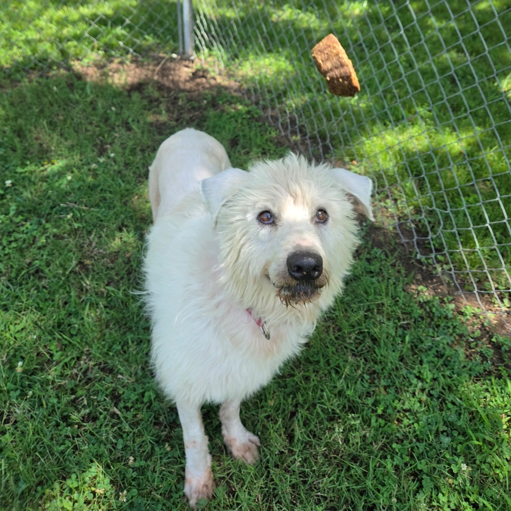 Shaggy photo 26