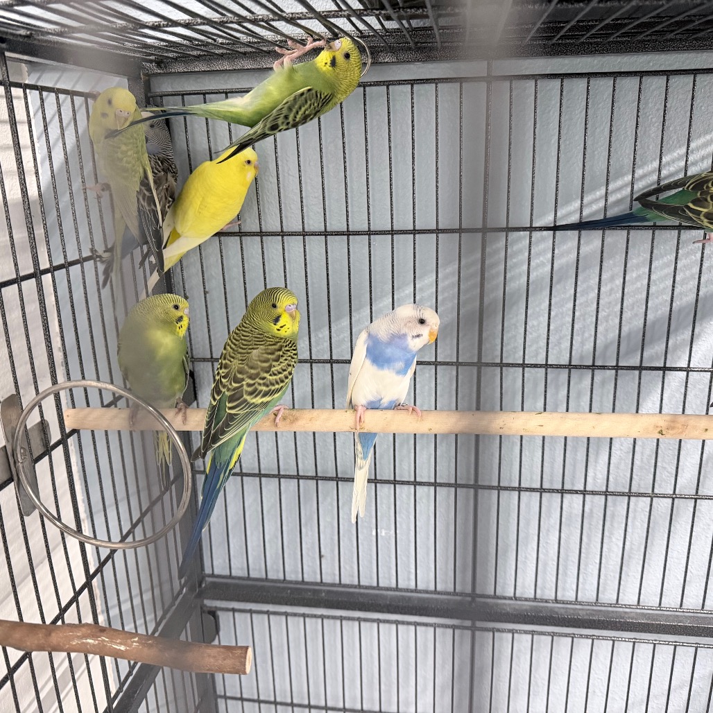 PARAKEET 13 - Unknown available for adoption