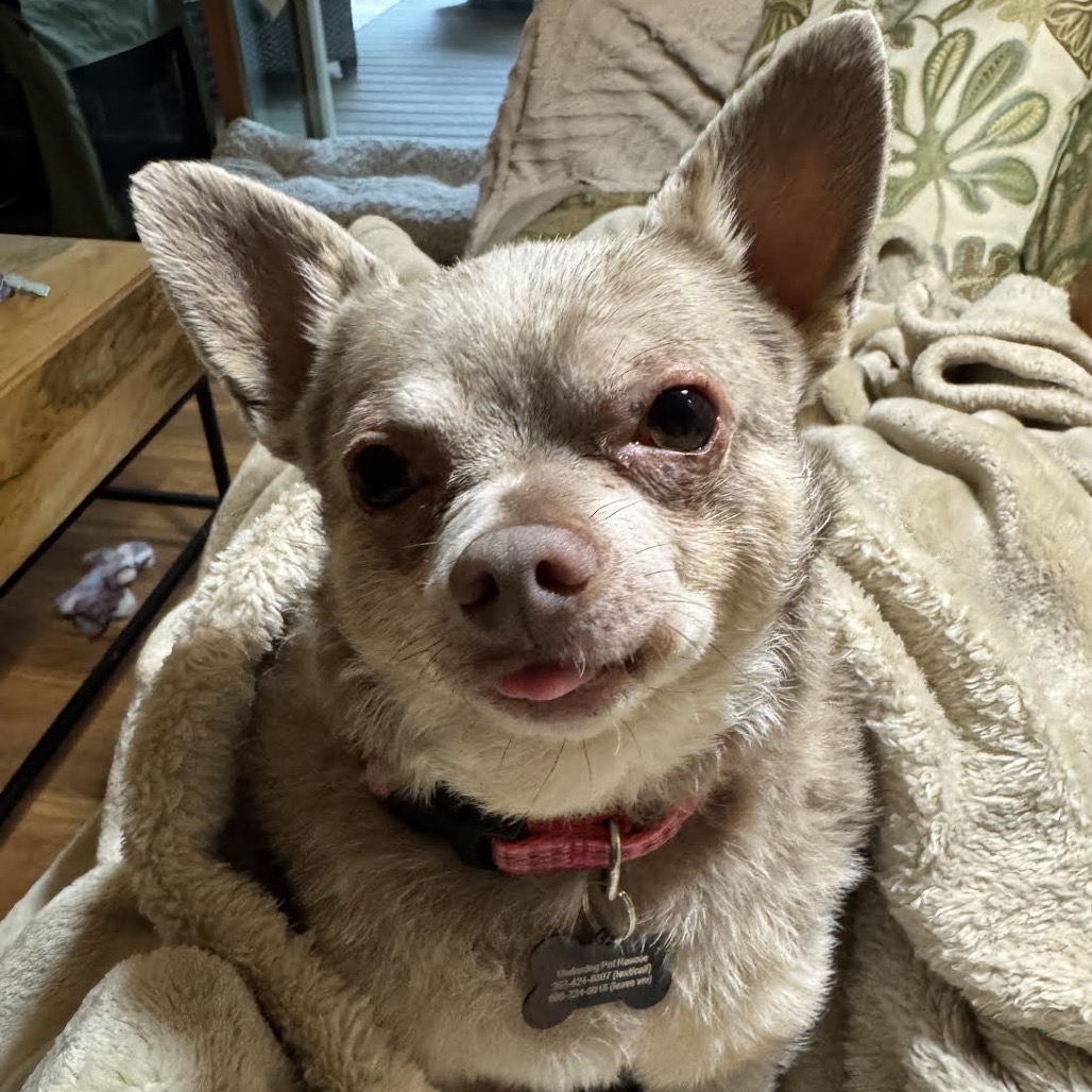 LIL BUDDY - Chihuahua available for adoption
