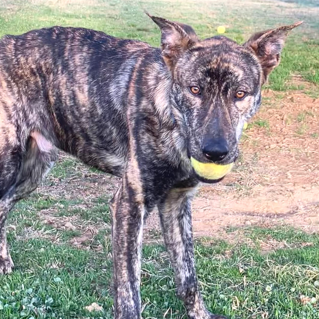 Hades — thumbnail 3