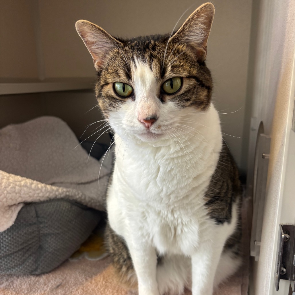Angel - Domestic Shorthair