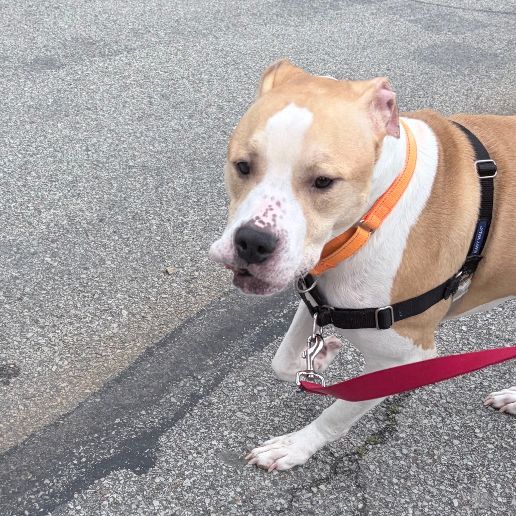 Photo of Caramel 11