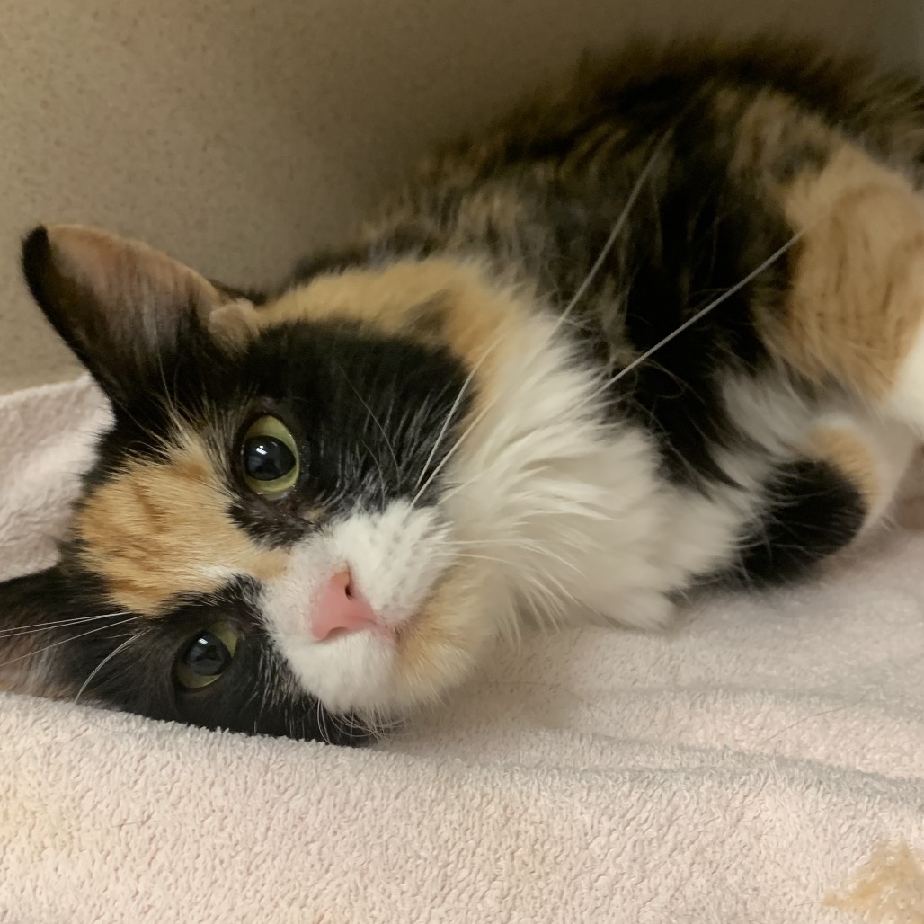 Betty - Domestic Medium Hair