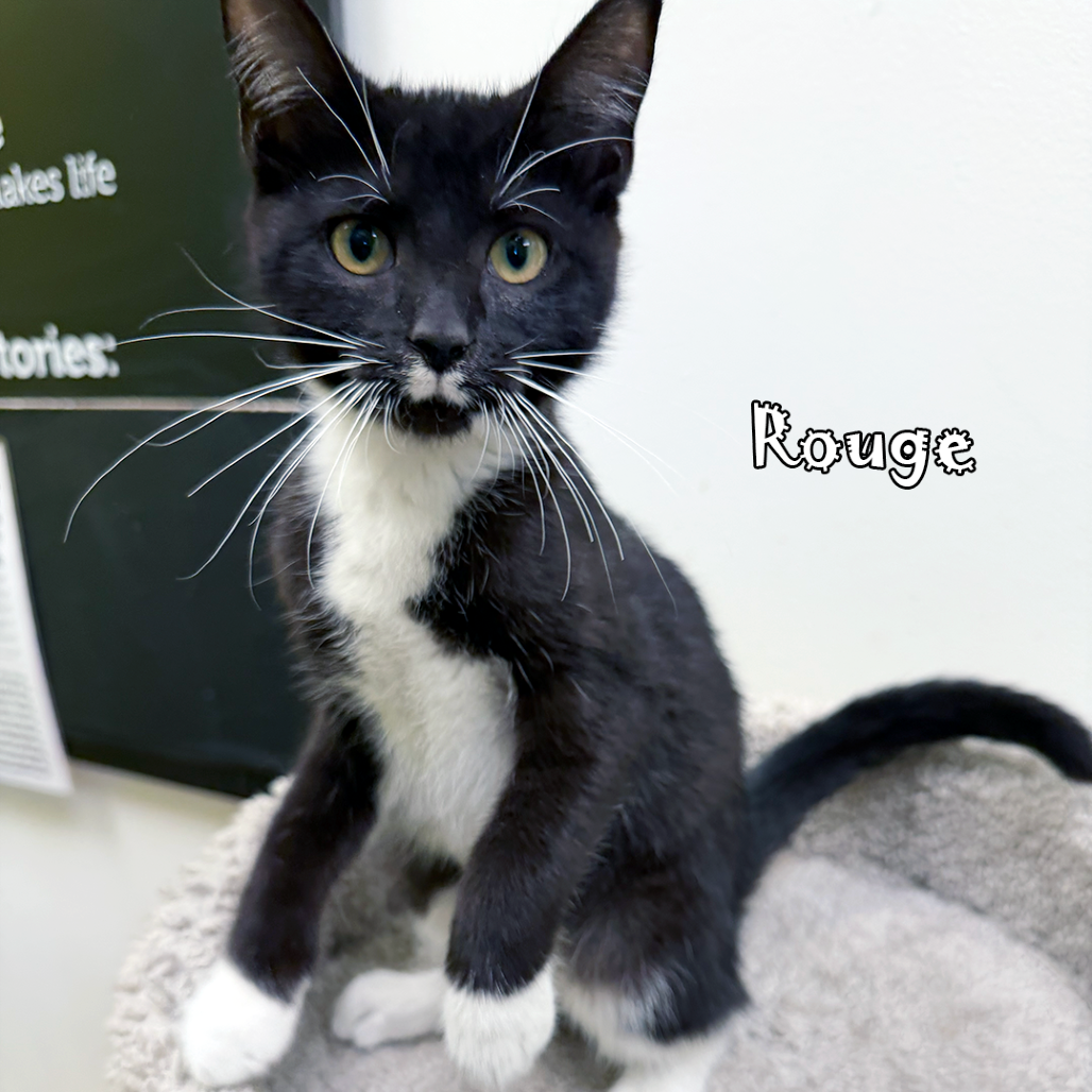 Rouge, an adoptable cat
