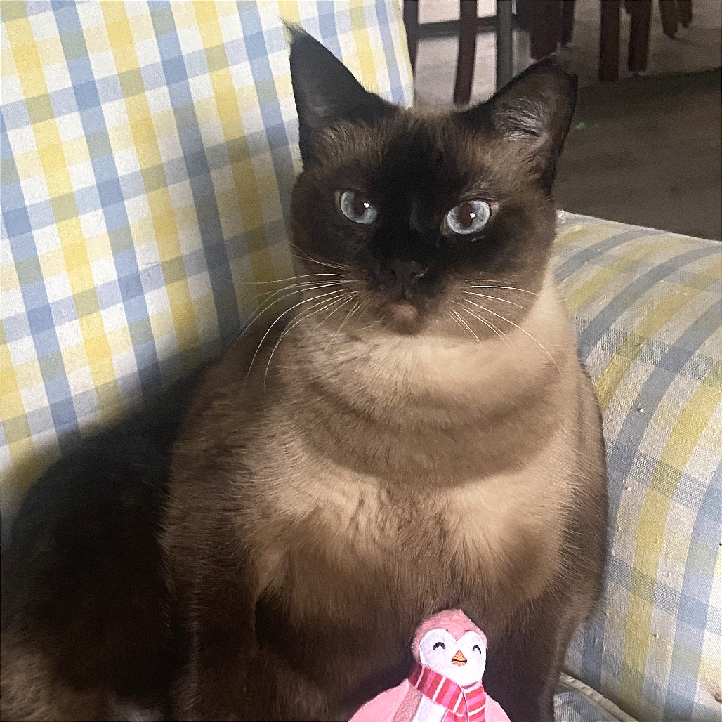 VICTORIA - Siamese available for adoption