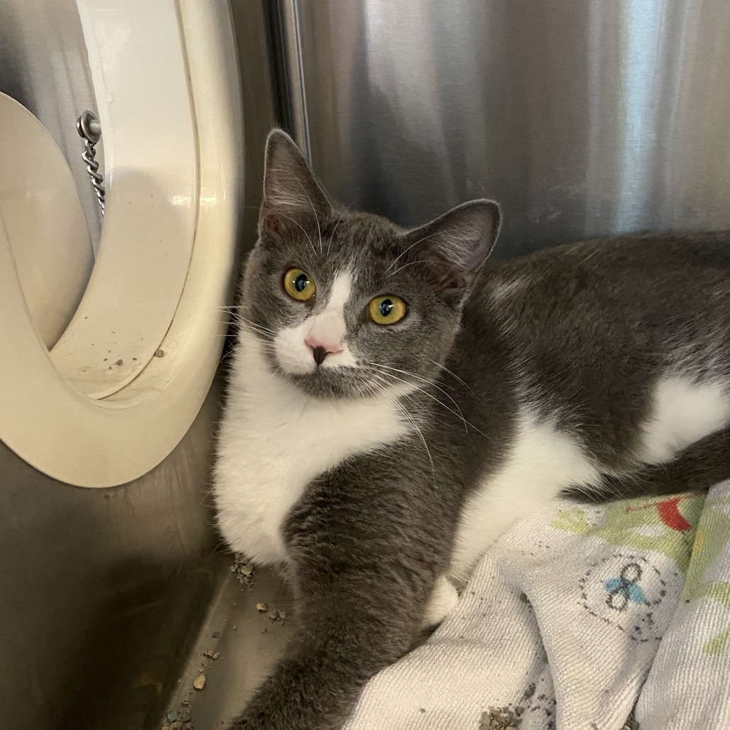 DAISEY MAE - Domestic Shorthair available for adoption