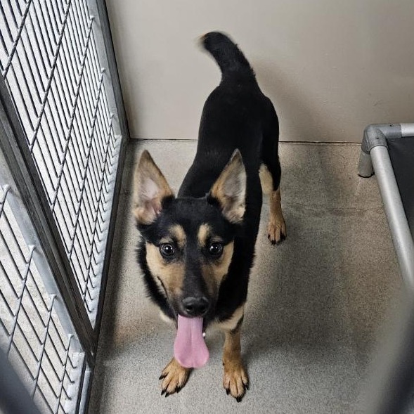 Kennel#32 Feather's preview photo