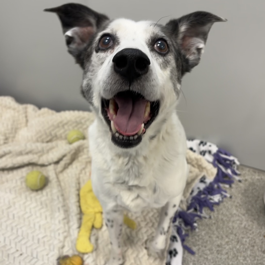 LINCOLN - Mixed Breed (Medium) available for adoption