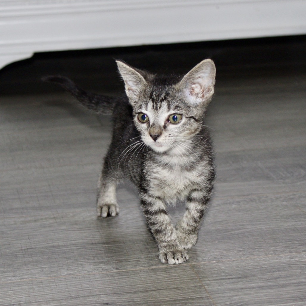 Buttercup photo 4
