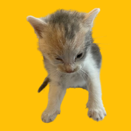 Tusc Stray 82005