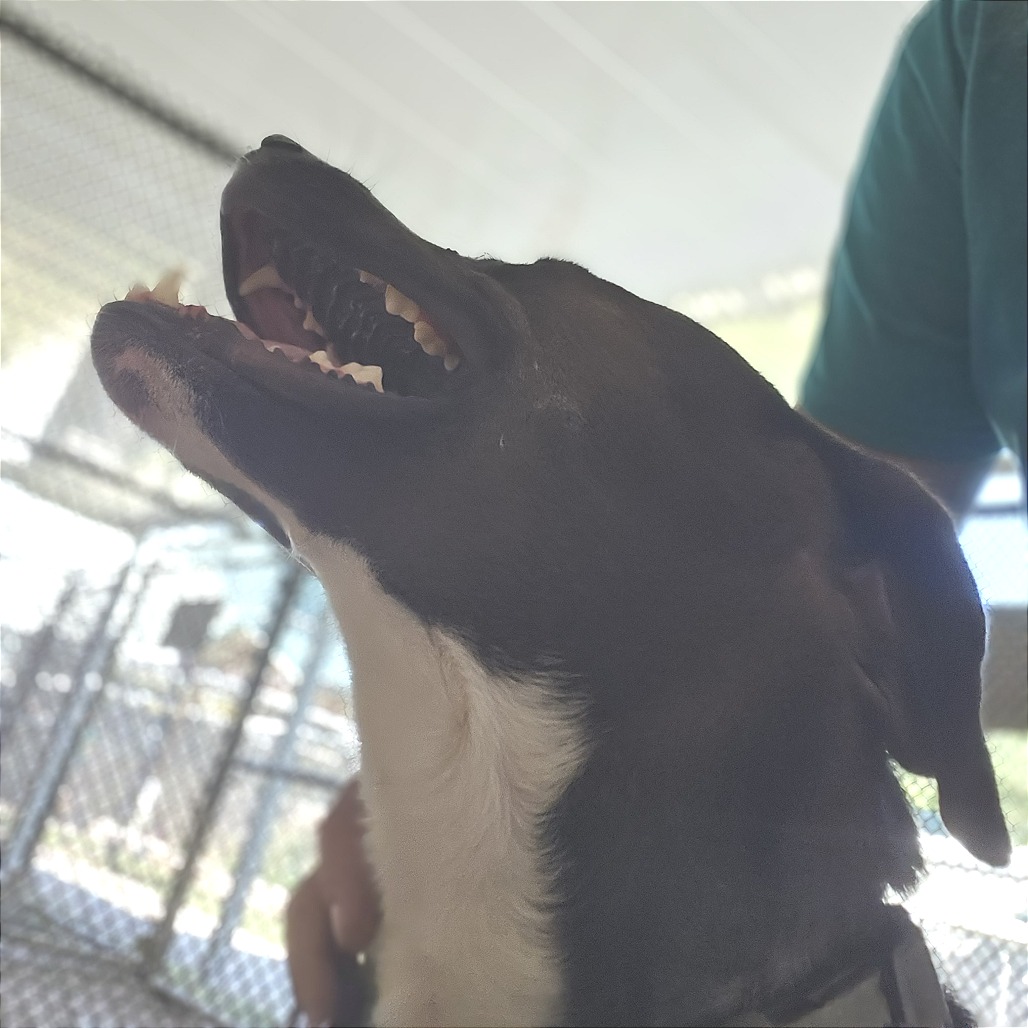 Brownie — thumbnail 5