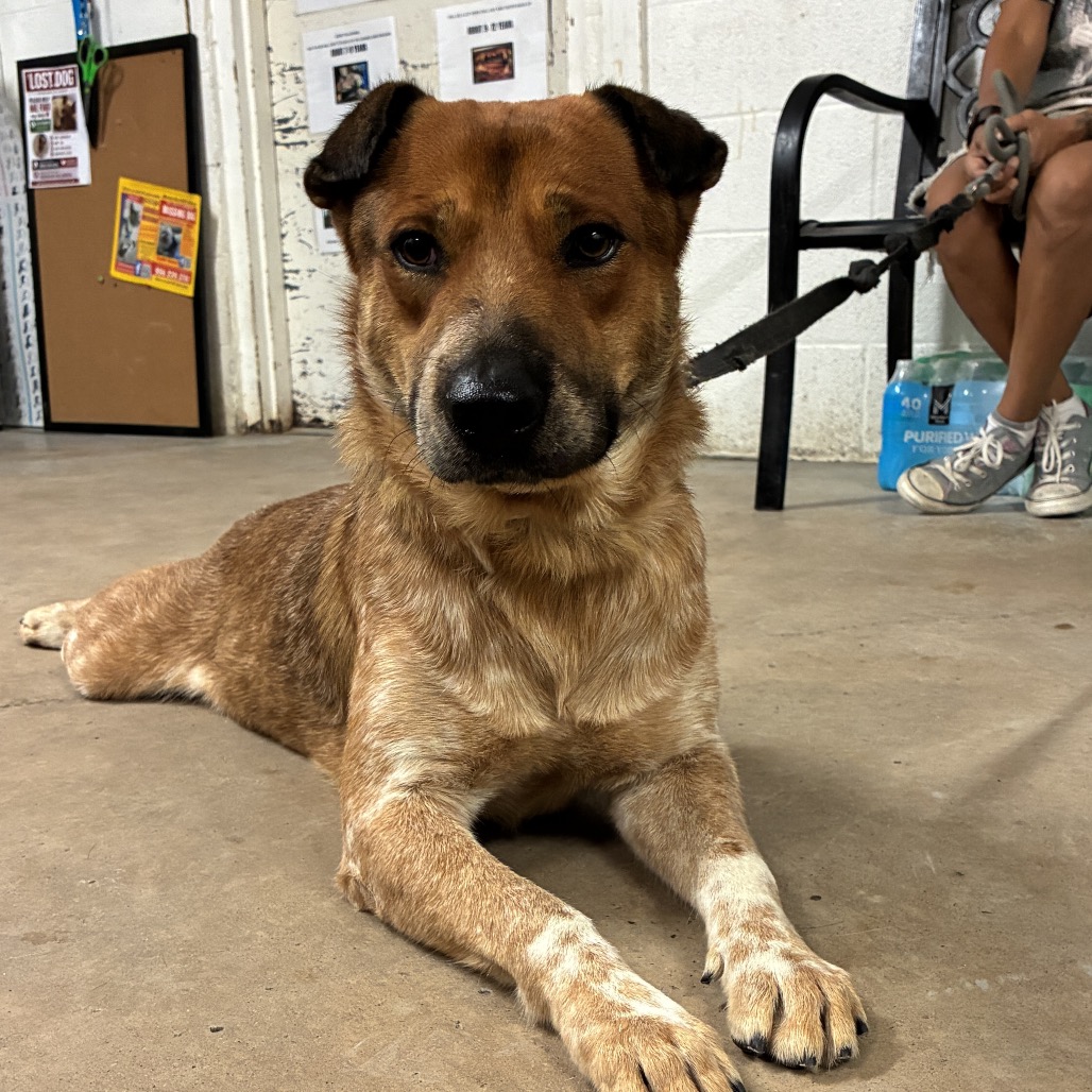 BOOBOO - Shepherd available for adoption