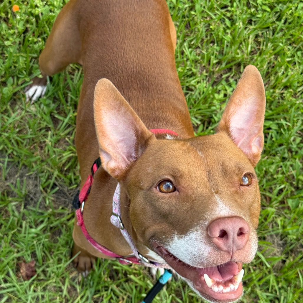 ALANI - Mixed Breed (Medium) available for adoption