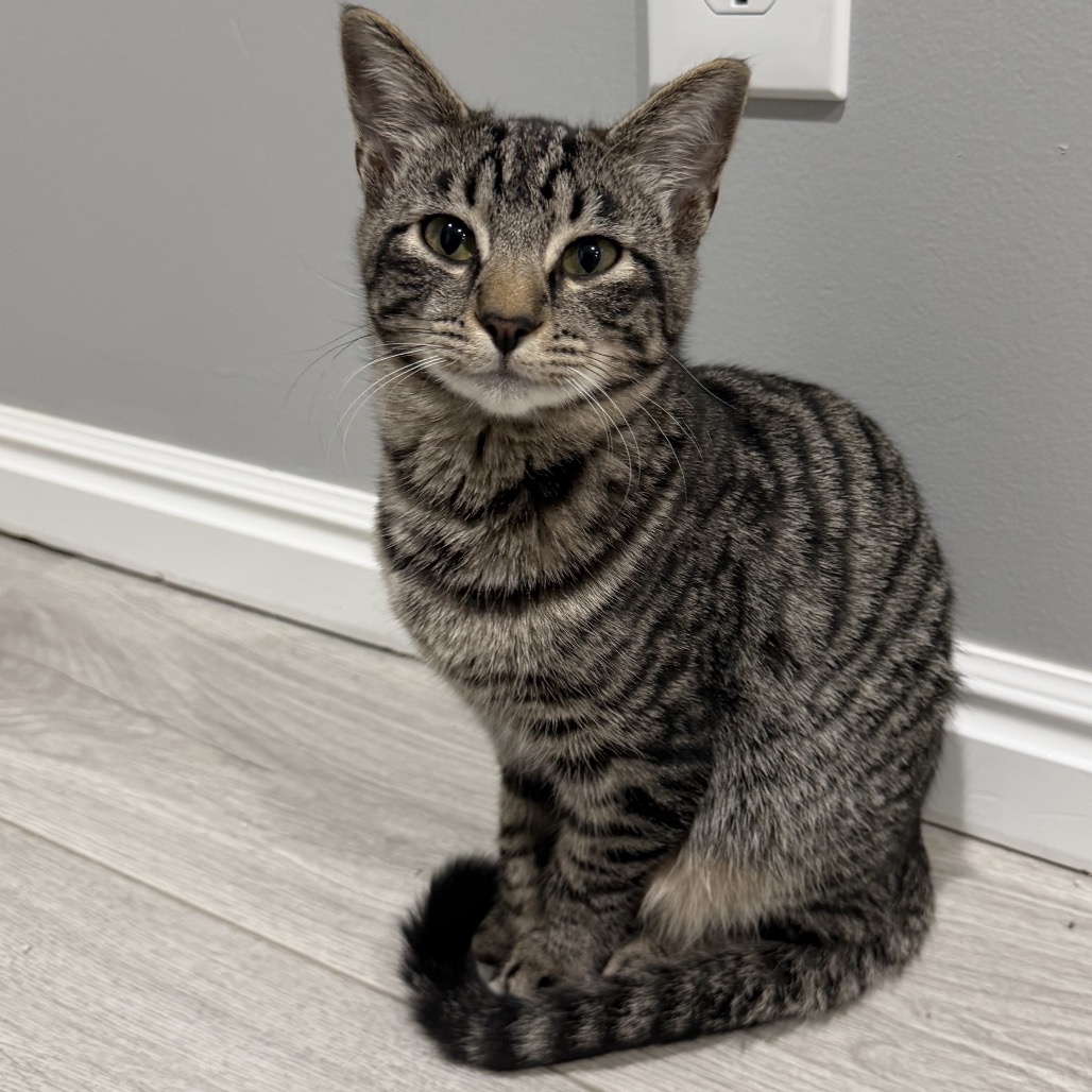 MISSY - Domestic Shorthair available for adoption