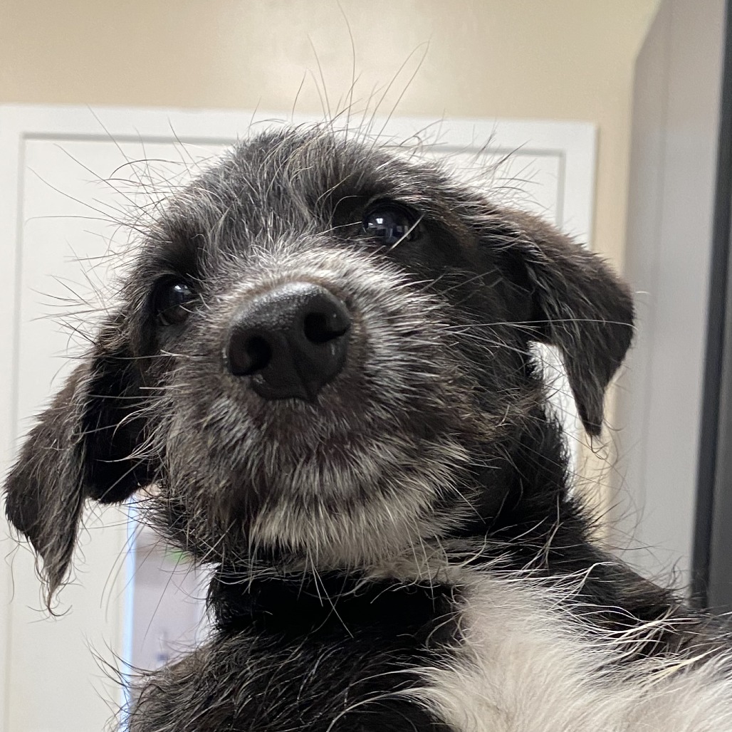 Tag: Male 3 Terrier