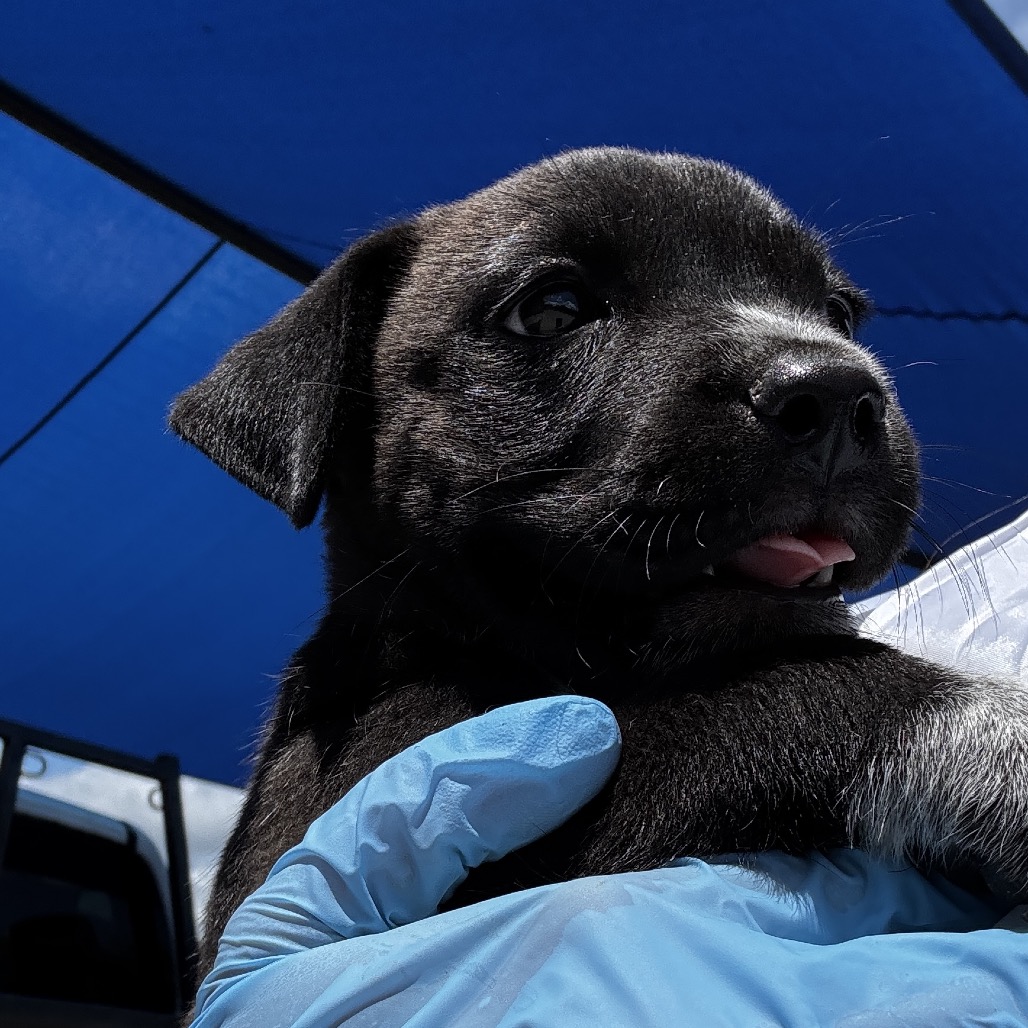 Blacky, available for adoption at PVAS
