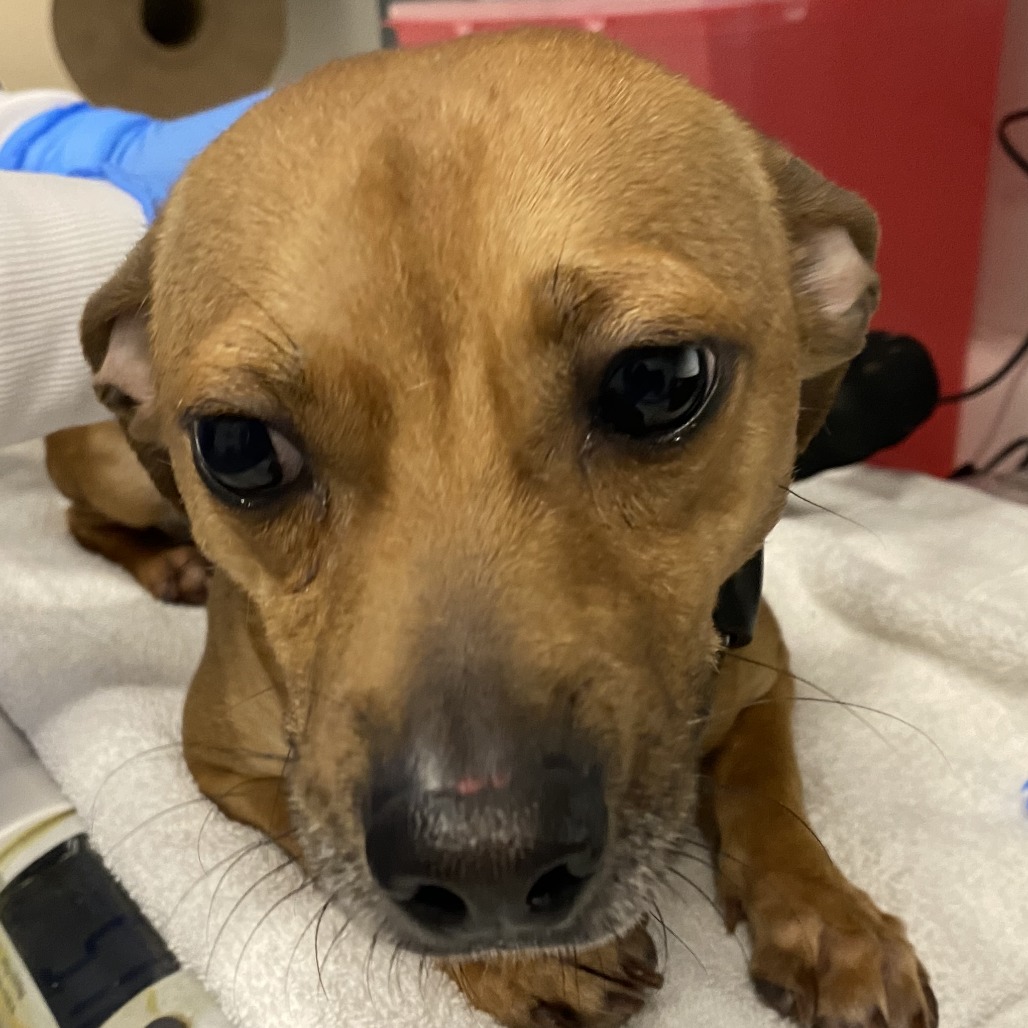 Silk — thumbnail 2