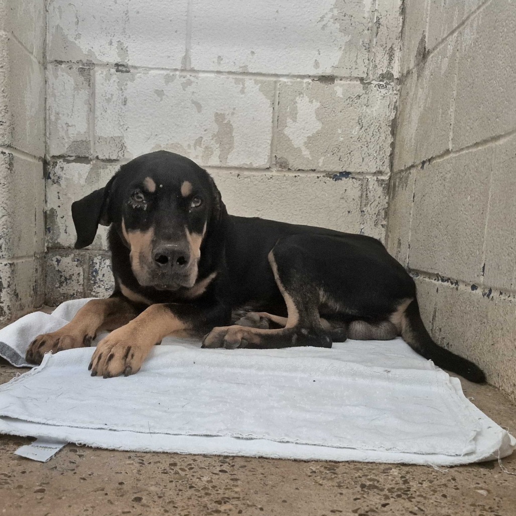 DUKE KABOOM - Pinscher, Doberman / Rottweiler available for adoption