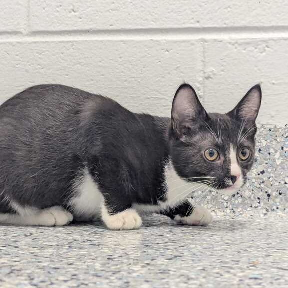 BOOGER - Domestic Shorthair available for adoption