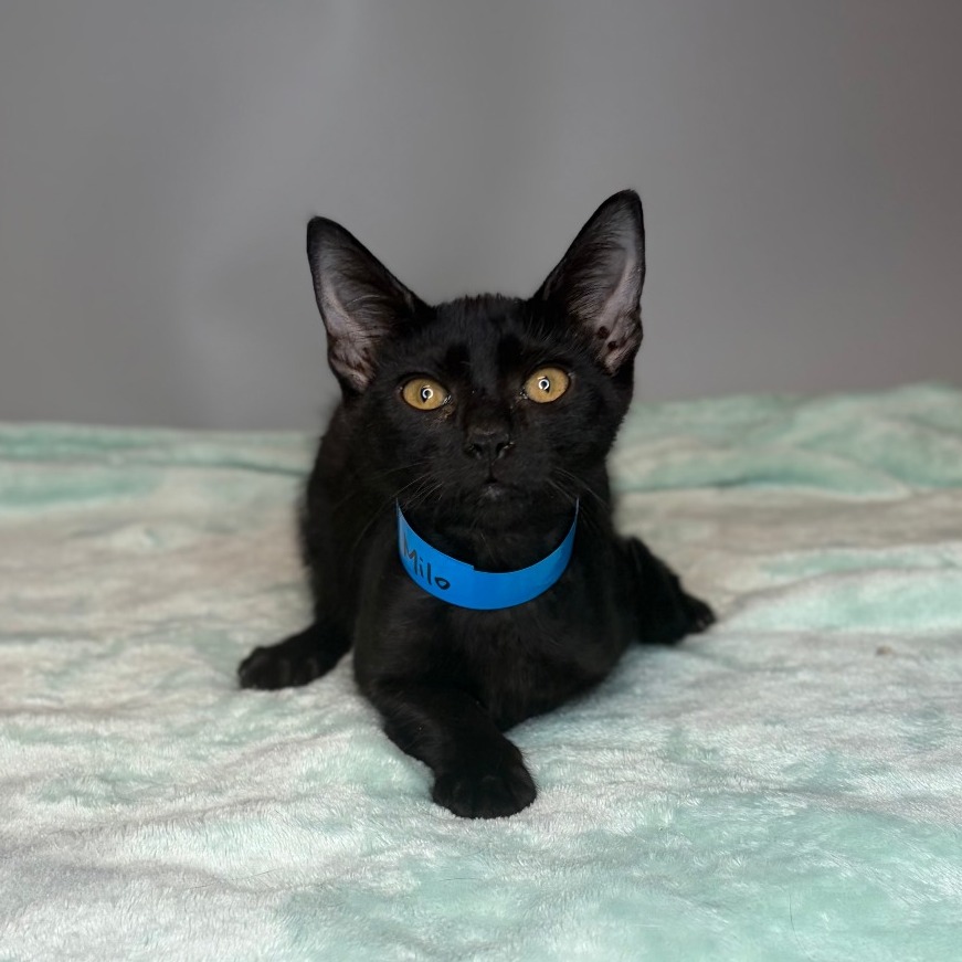 MILA - Domestic Shorthair available for adoption