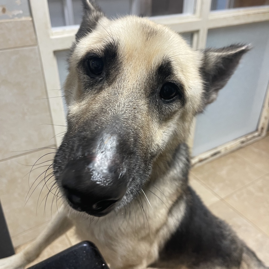 Bravo is available for adoption at McKamey Animal Center