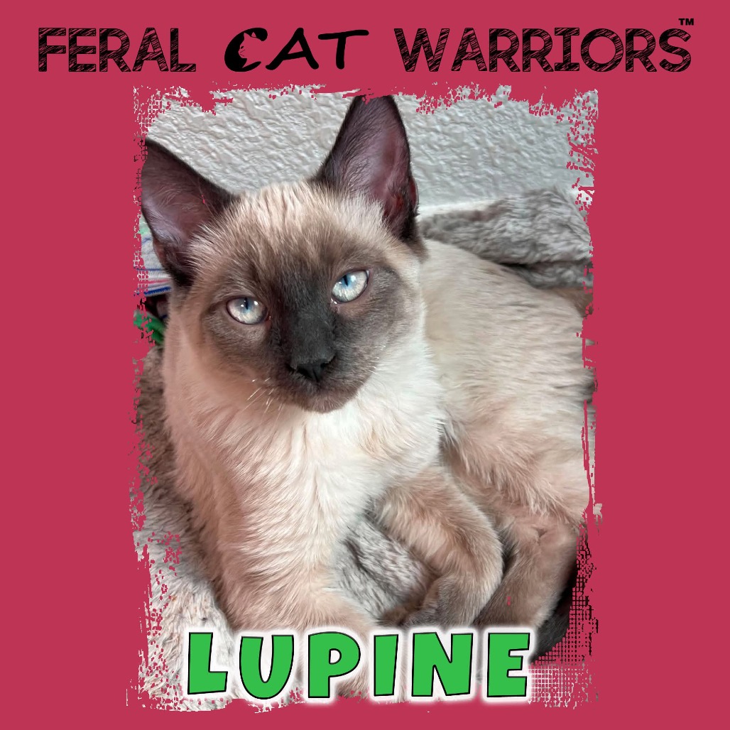 Lupine