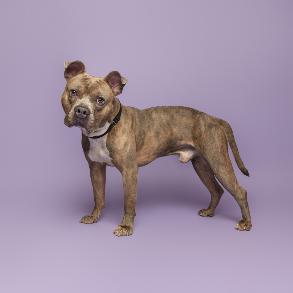 Photo of D.O.G. 8