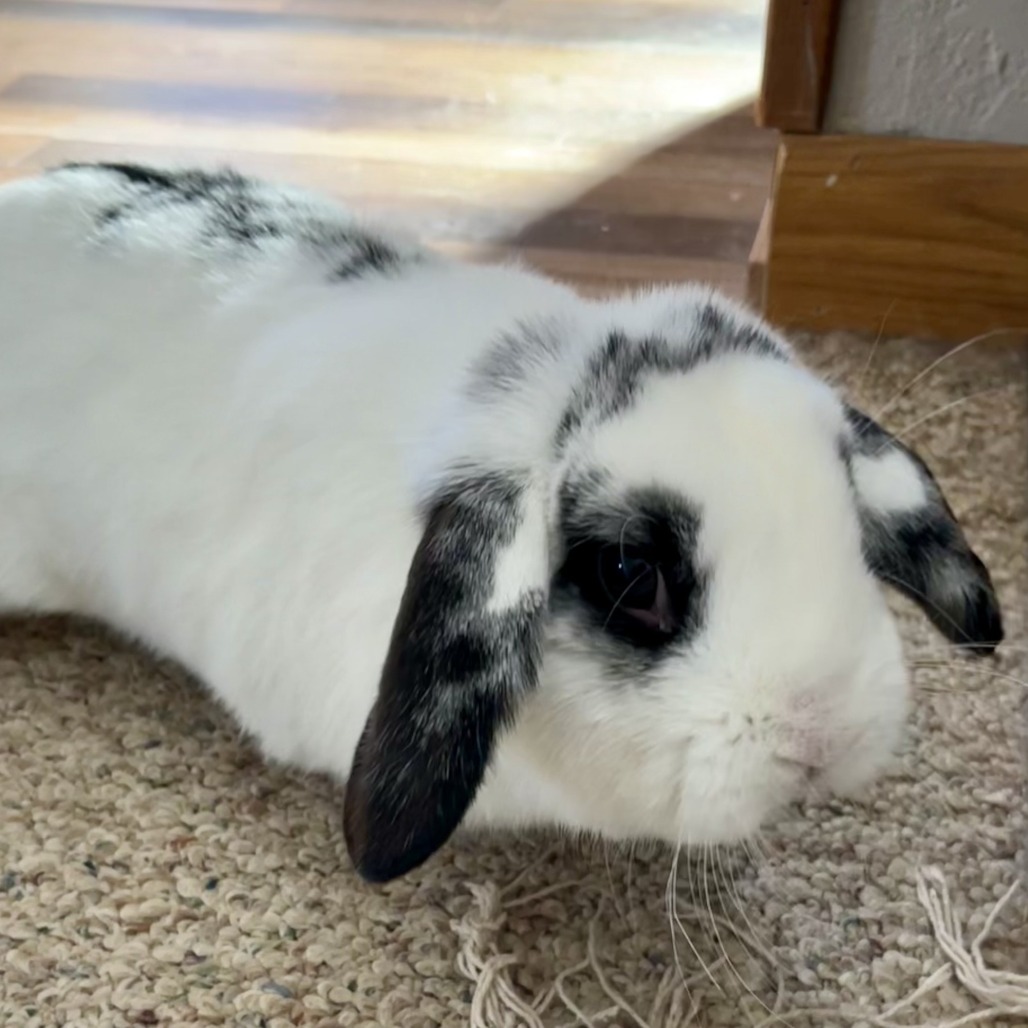 Chloe