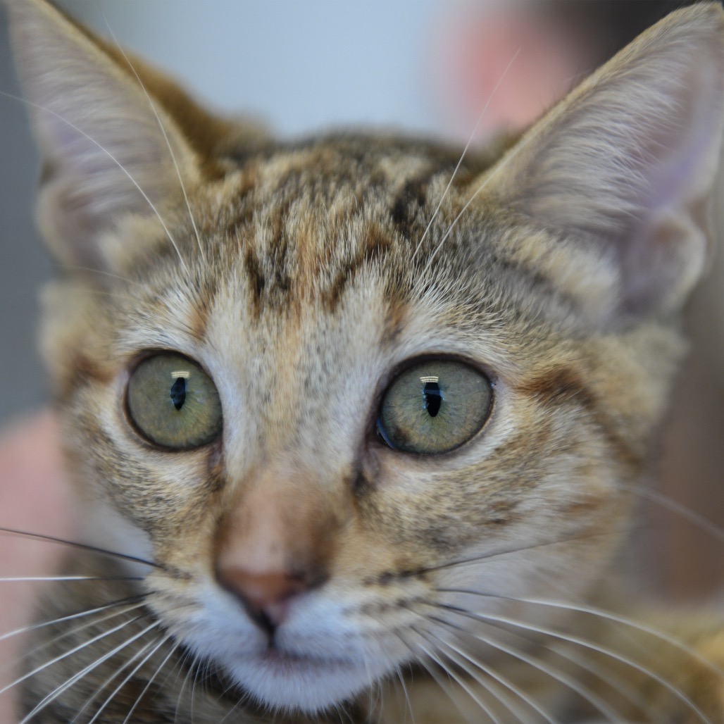 Gidget (red collar) - Domestic Shorthair