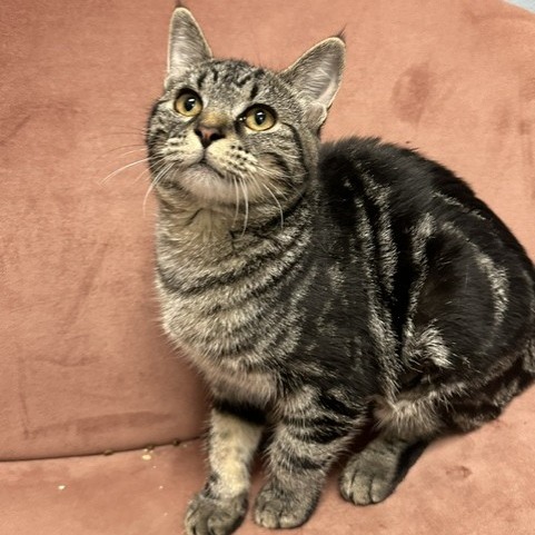 TABATHA - Domestic Shorthair available for adoption