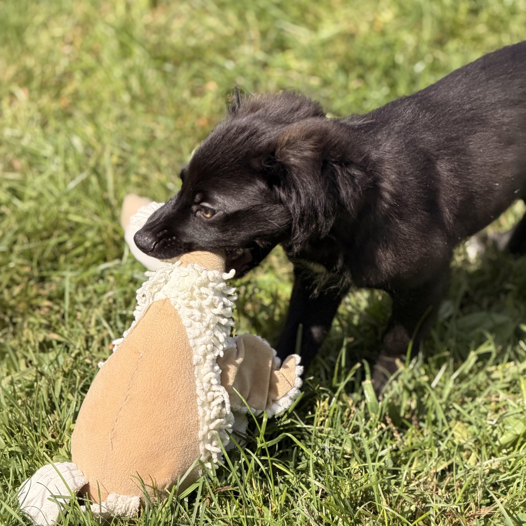 SATURNO - Shepherd, Australian / Hound, Plott available for adoption