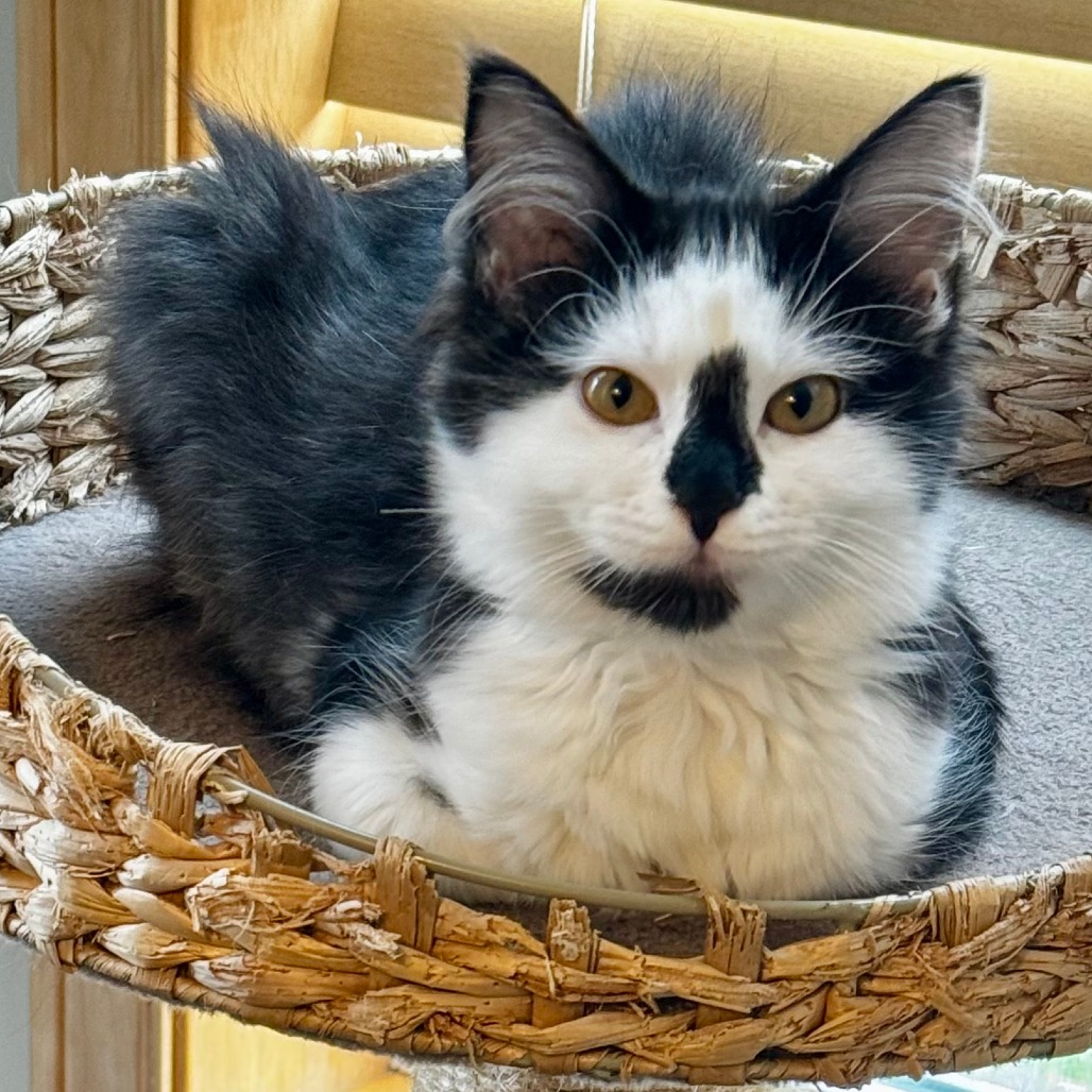 Sophia