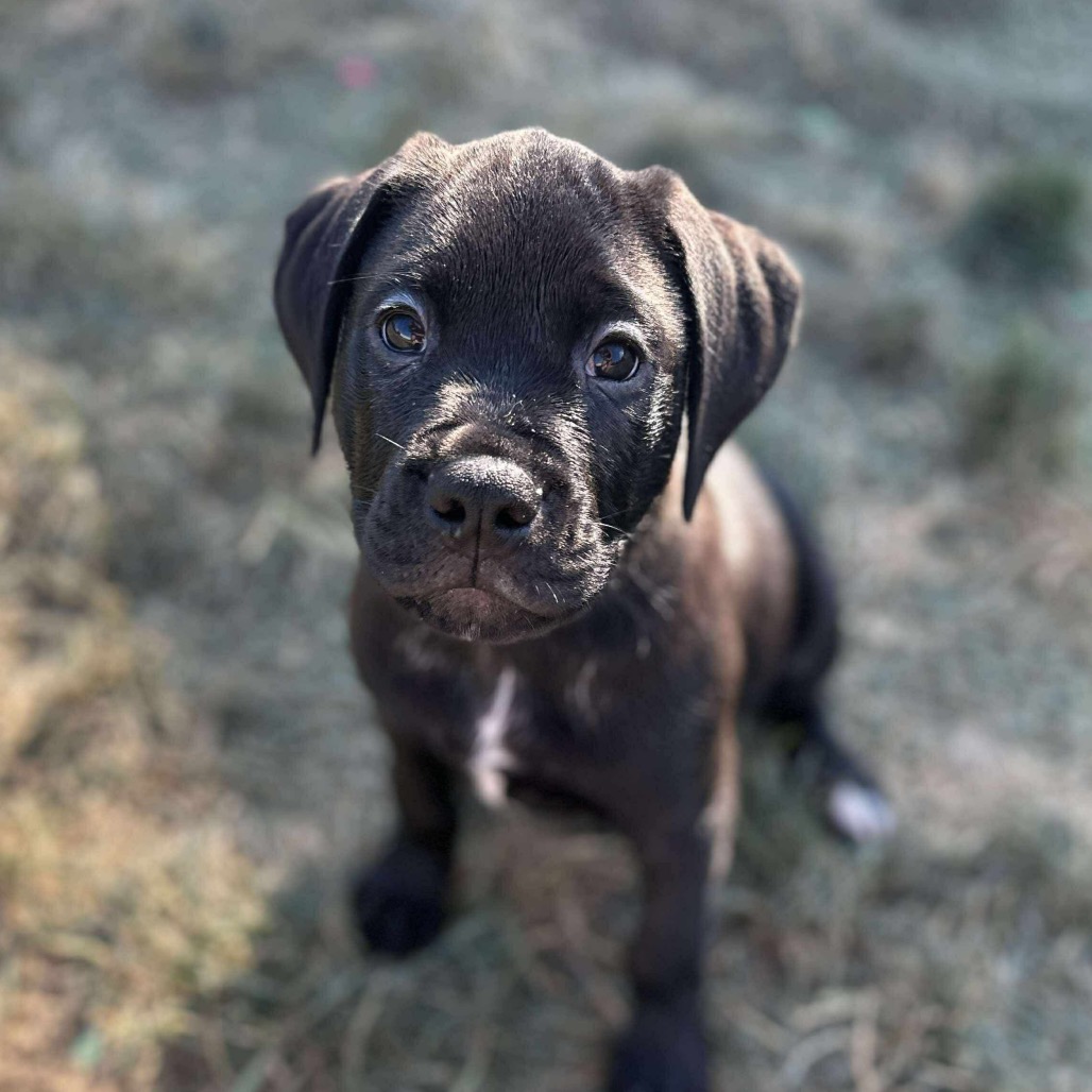 Moose