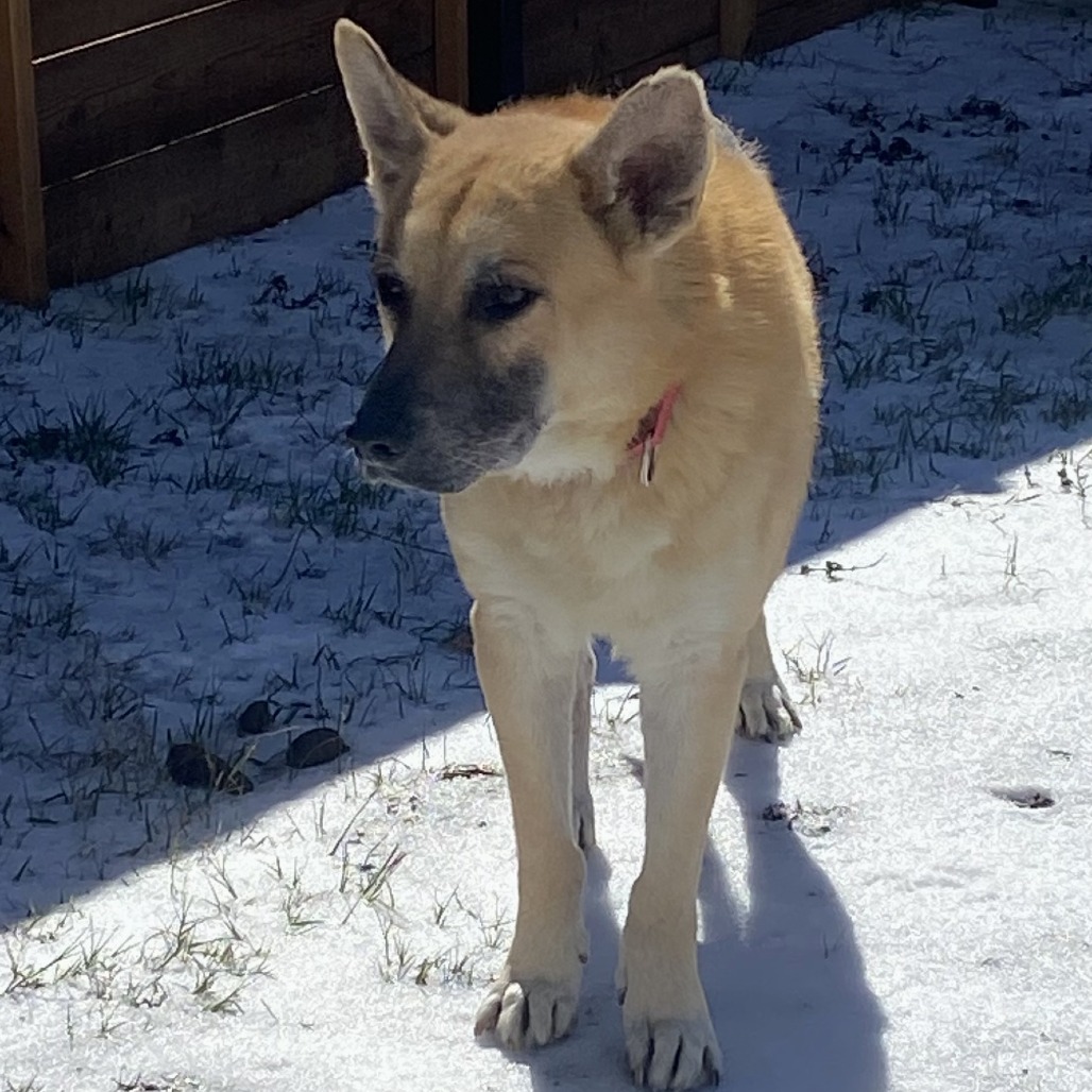 Big Chief — thumbnail 11